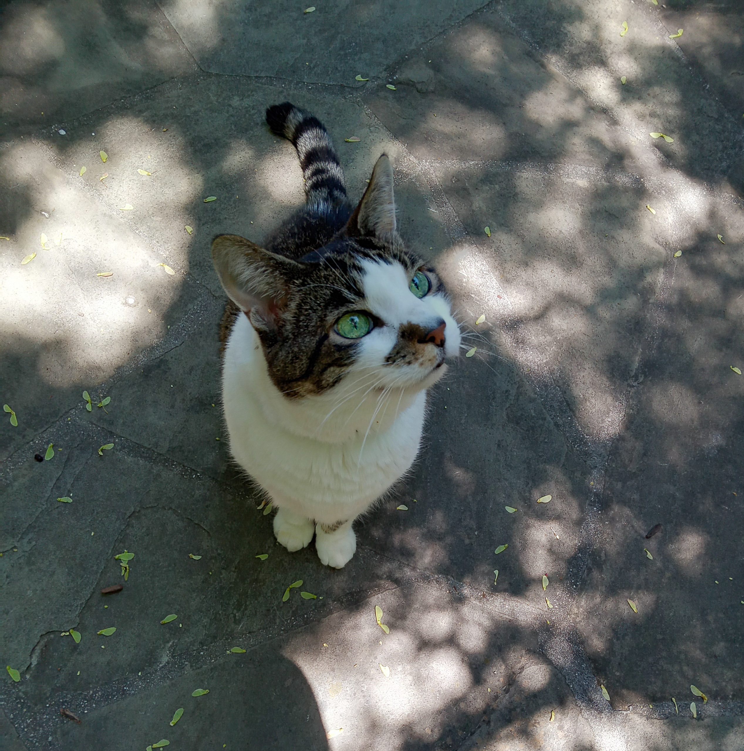 Is it Cruel to Own Pets?