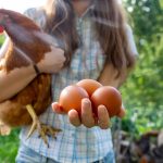 Subsistance-farming-versus-factory-farm-system