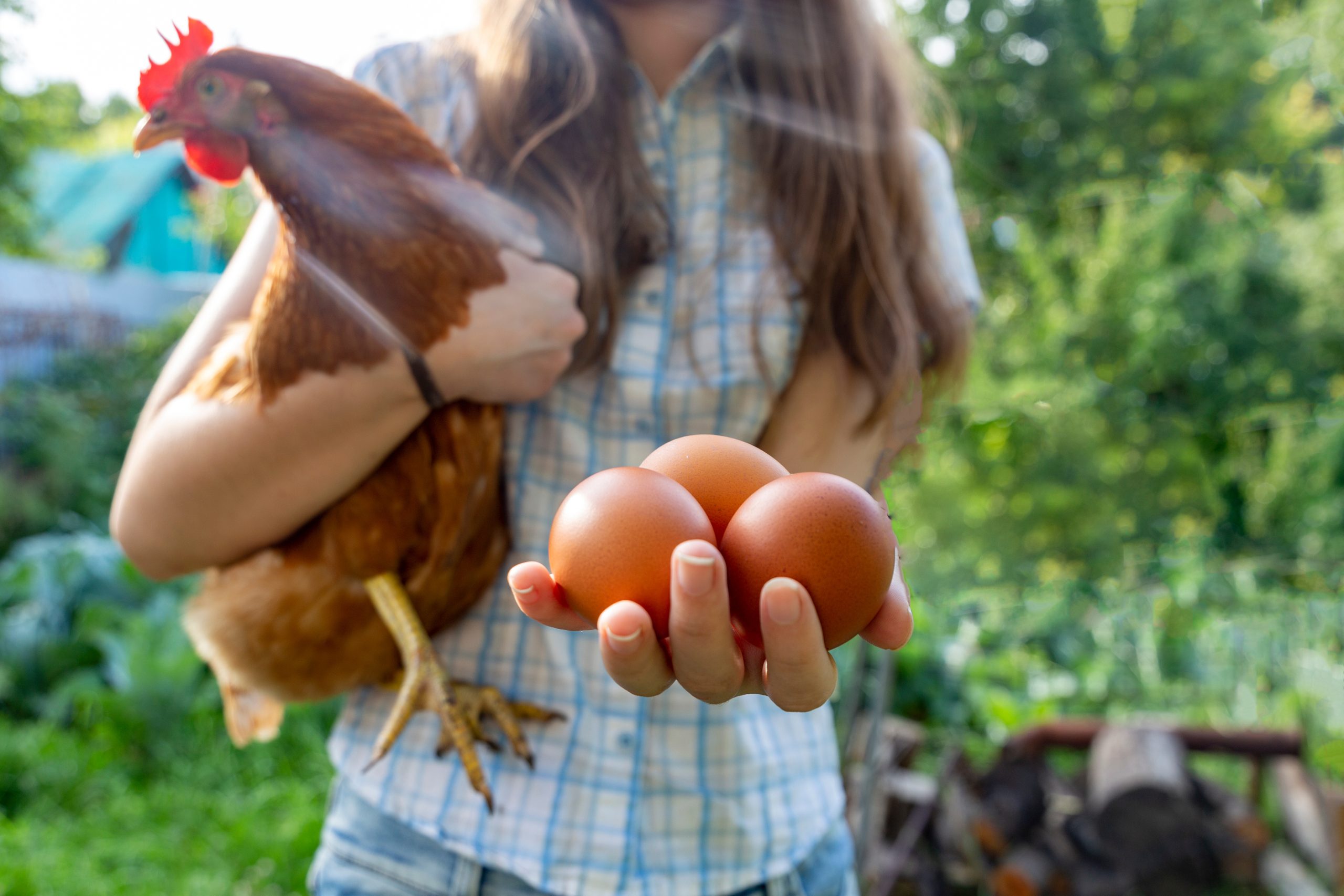 Is it OK to Eat Animal Products for People Who Live Outside the Factory Farm System?