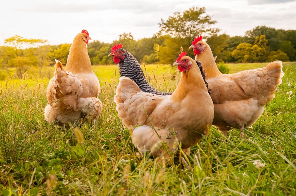 Eggs re not vegan, free range chickens photo