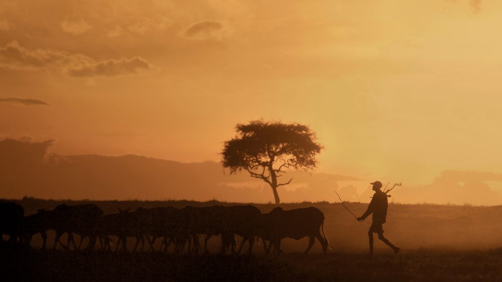 Massai subsistence cattle farmer